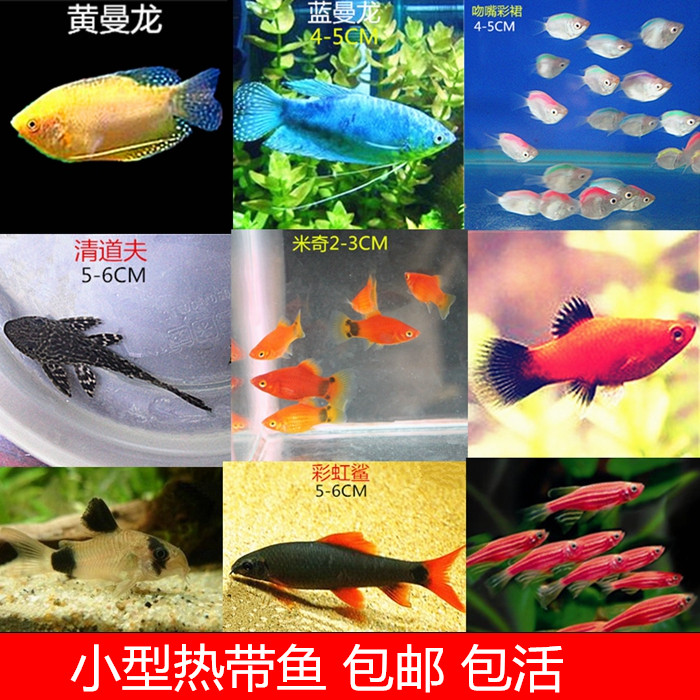 小型热带鱼观赏鱼活体斑马鱼红箭彩群鱼曼龙鱼清道夫鼠鱼米奇活鱼在类目 宠物/宠物食品及用品, 水族世界, 鱼中 - 来自Buy2taobao.com提供专业的淘宝代购服务