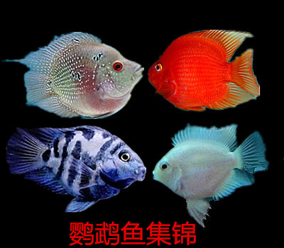 热带鱼观赏鱼鹦鹉鱼活体迷你鹦鹉麒麟鹦鹉风水鱼活鱼|msdalam kategori haiwan peliharaan/makanan haiwan dan bekalan, Aquarium World, ikan - dari Buy2taobao.com untuk memberikan perkhidmatan ejen Taobao profesional membeli