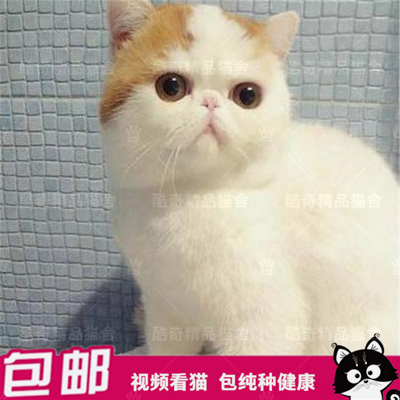 加菲猫活体幼猫 纯种肥猫咪 红白加菲宠物梵文大尾巴波斯猫小奶猫|msdalam kategori haiwan peliharaan/makanan haiwan dan bekalan, Kitty - dari Buy2taobao.com untuk memberikan perkhidmatan ejen Taobao profesional membeli