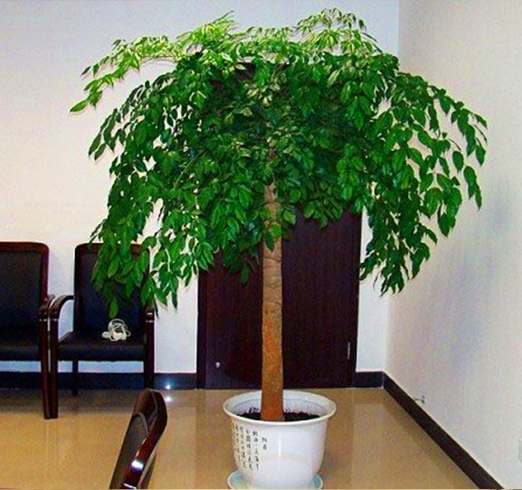 大幸福樹平安樹大客廳辦公室綠植盆栽綠寶室內小盆栽大型盆栽在類目 鮮花速遞/花卉仿真/綠植園藝, 花卉/綠植盆栽(新), 大型綠植/成品組合盆栽中 - 來自Buy2taobao.com提供專業的淘寶代購服務