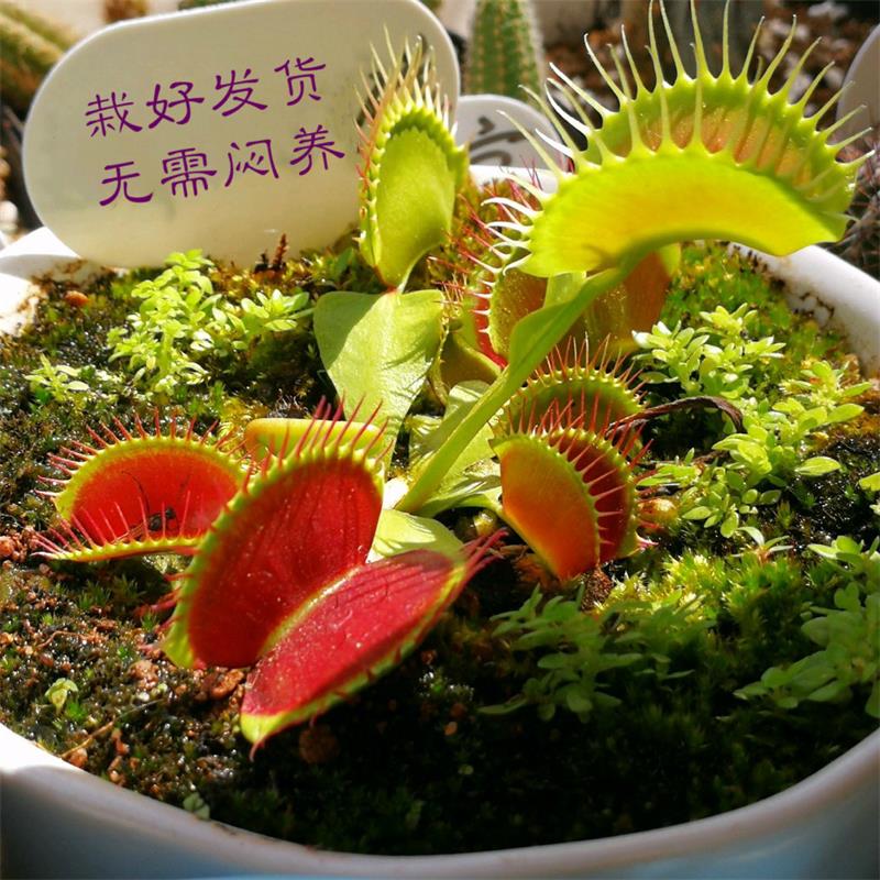 超大捕蝇草中苗 大苗 特大苗 壮苗 食虫植物食人花绿植 无需闷养在类目 鲜花速递/花卉仿真/绿植园艺, 花卉/绿植盆栽(新), 绿植中 - 来自Buy2taobao.com提供专业的淘宝代购服务