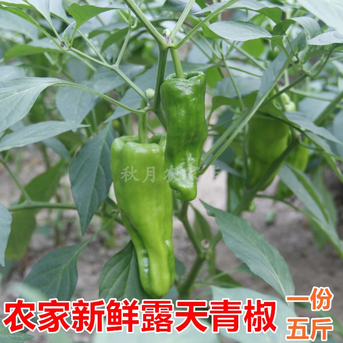 苏北农家自种新鲜薄皮辣椒青椒微辣虎皮辣椒时令蔬菜5斤装包邮|ruв категории водной мясо/свежие фрукты и овощи/еда, свежие овощи/овощной продукции, свежие овощи, другие - от Buy2taobao.com для оказания профессиональной услуги покупки агента Taobao
