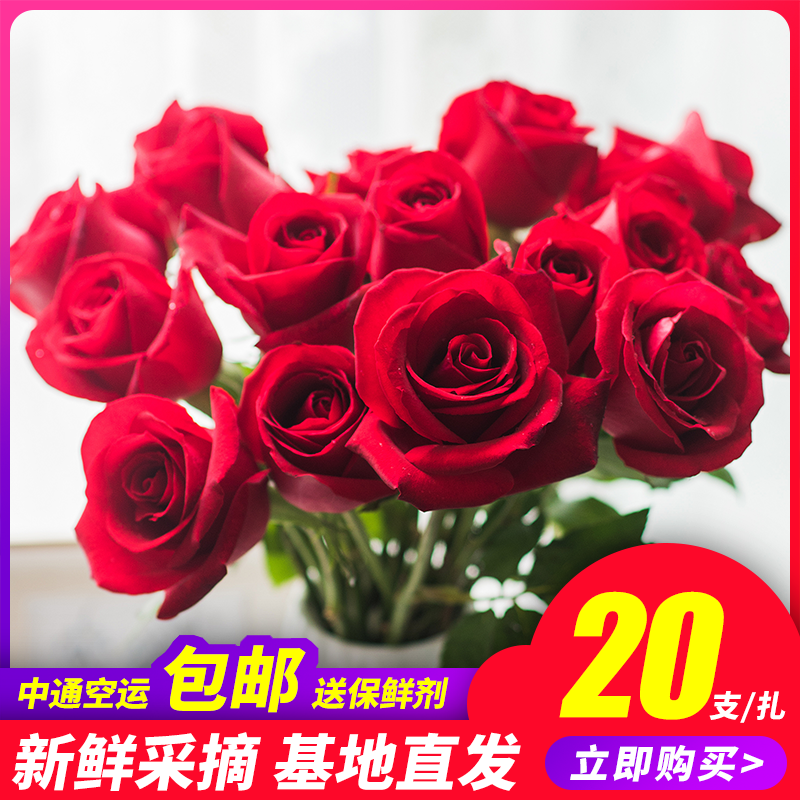 云南昆明基地直发玫瑰花鲜花批发情人节花束同城直批20支家用插花|msdalam kategori penghantaran bunga/bunga simulasi/tumbuhan berkebun, penghantaran bunga (bandar) - dari Buy2taobao.com untuk memberikan perkhidmatan ejen Taobao profesional membeli