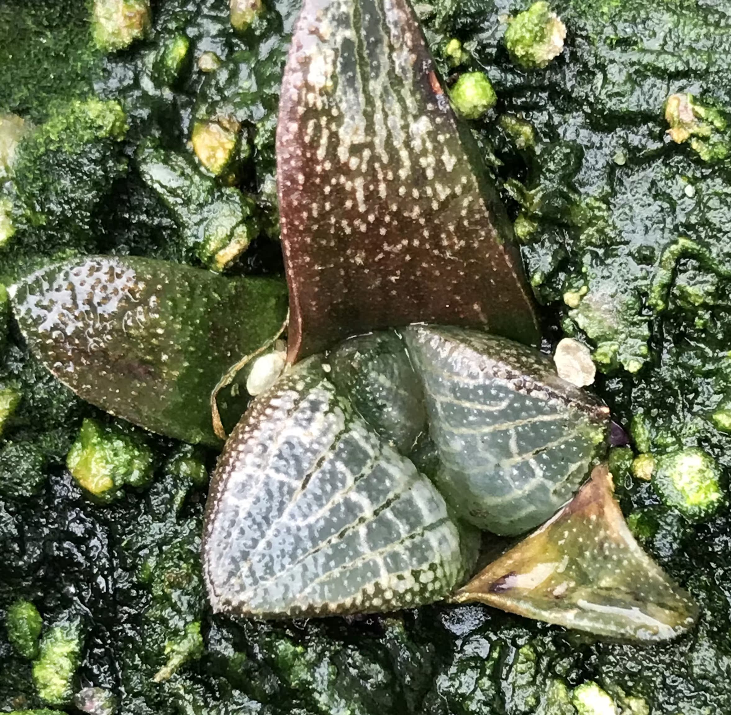 思寿 十二卷 原始品种思寿 605花纹多原始品种已硬化有根在类目 乐器/吉他/钢琴/配件, 民族乐器, 鼓-民族鼓, 花盆鼓中 - 来自Buy2taobao.com提供专业的淘宝代购服务