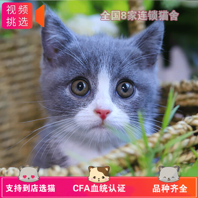 猫咪活物猫咪活幼体蓝猫幼猫小猫活物宠物猫幼崽猫活体布偶猫幼猫|msdalam kategori haiwan peliharaan/makanan haiwan dan bekalan, Kitty - dari Buy2taobao.com untuk memberikan perkhidmatan ejen Taobao profesional membeli