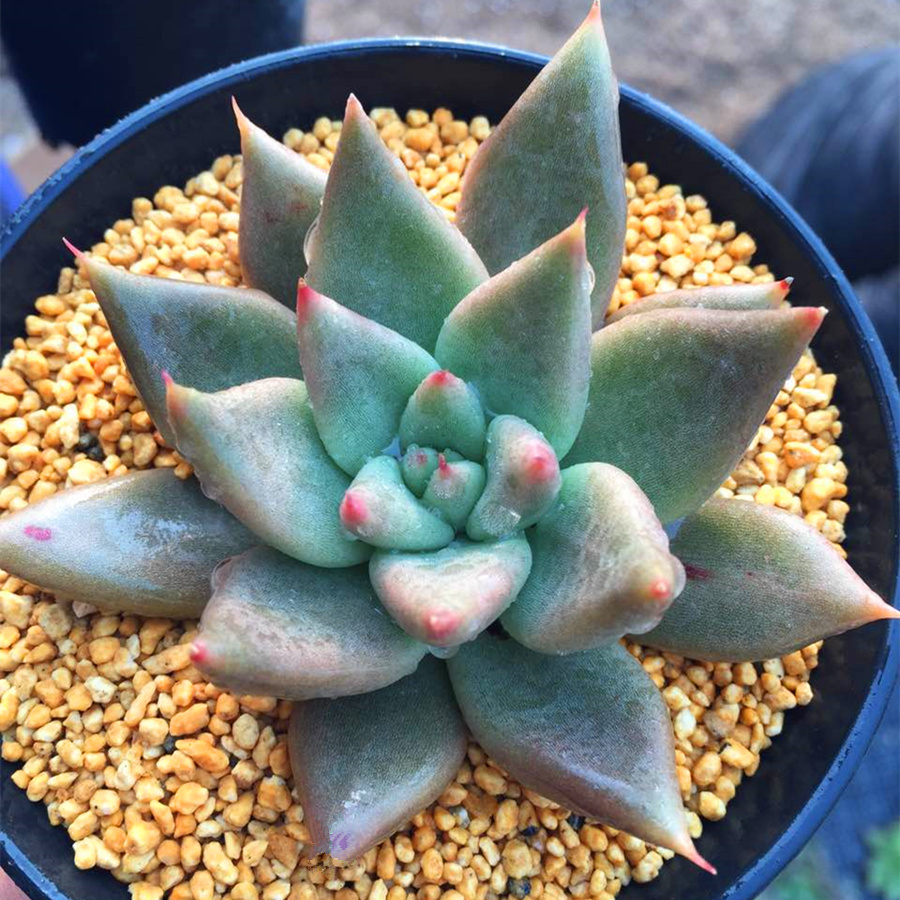 Super large Botany Soul Orthodox school formaldehyde very Easyin the Flower delivery/Flowers simulation/Plants gardening , Flowers/Potted plants (New) , Succulents category - from Buy2taobao.com to provide professional Taobao agent buy service