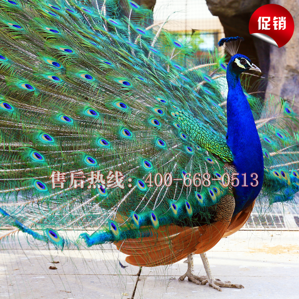 蓝孔雀活体纯种宠物孔雀种孔雀苗大型观赏鸟宠物鸟 全国包活发货|msdalam kategori haiwan peliharaan/makanan haiwan dan bekalan, Burung dan bekalan, burung - dari Buy2taobao.com untuk memberikan perkhidmatan ejen Taobao profesional membeli