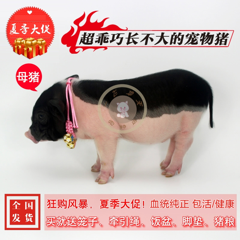 宠物猪活体泰国小香猪迷你猪长不大宠物香猪纯种母猪活体健康包活在类目 宠物/宠物食品及用品, 仓鼠类及其它小宠, 香猪中 - 来自Buy2taobao.com提供专业的淘宝代购服务