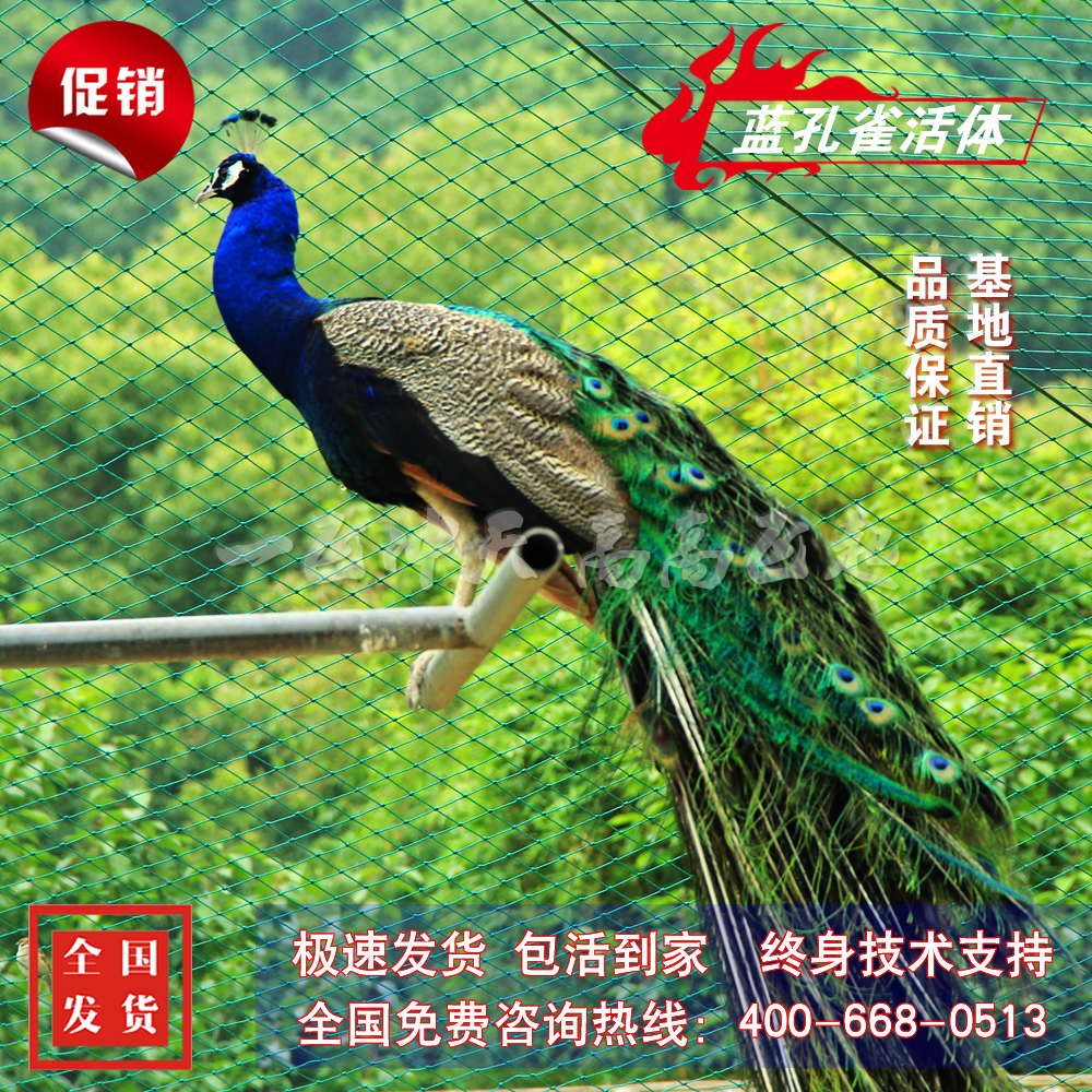 蓝孔雀活体纯种宠物商品孔雀种苗观赏鸟宠物鸟 全国发货量大免邮在类目 宠物/宠物食品及用品, 鸟类及用品, 鸟中 - 来自Buy2taobao.com提供专业的淘宝代购服务