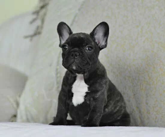 出售法国斗牛犬幼犬纯种奶油色法牛幼犬黑牛法斗幼犬宠物狗狗活体|ruв категории животное/Животное питание и принадлежностей, Пэт жизнь услуг, подготовки, Пэт - от Buy2taobao.com для оказания профессиональной услуги покупки агента Taobao