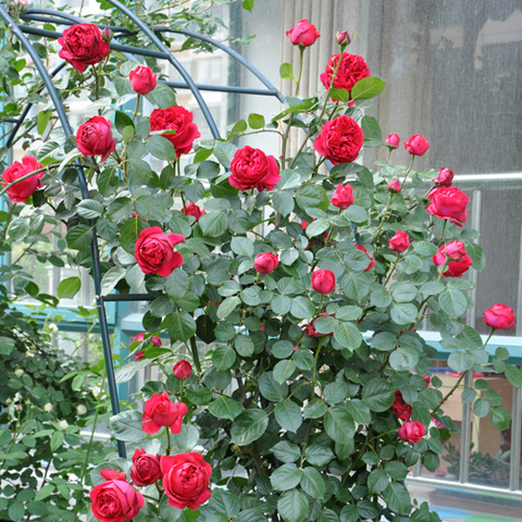 【四季colour】红色龙沙宝石藤本月季花苗攀援爬藤花卉四季蔷薇在类目 鲜花速递/花卉仿真/绿植园艺, 花卉/绿植盆栽(新), 花卉中 - 来自Buy2taobao.com提供专业的淘宝代购服务