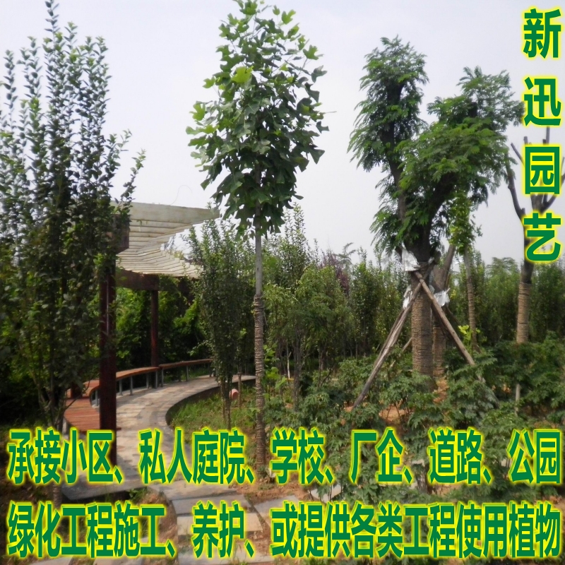 Undertake Residential quarters villa Private Grounds Park,Factories,Road,green engineering construction Conservein the Flower delivery/Flowers simulation/Plants gardening , Garden Plants/Trees/Fruit tree, Trees/Arbor category - from Buy2taobao.com to provide professional Taobao agent buy service