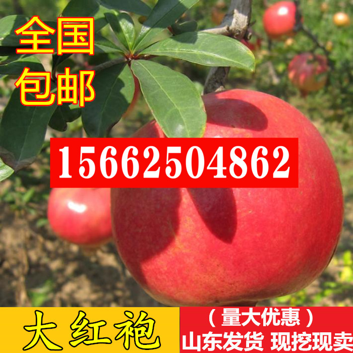 大红袍石榴树苗 大果软籽甜石榴 大红甜石榴包邮 当年结果树批 发|msdalam kategori penghantaran bunga/bunga simulasi/tumbuhan berkebun, 花园植物/行道树/果树, 果树 - dari Buy2taobao.com untuk memberikan perkhidmatan ejen Taobao profesional membeli