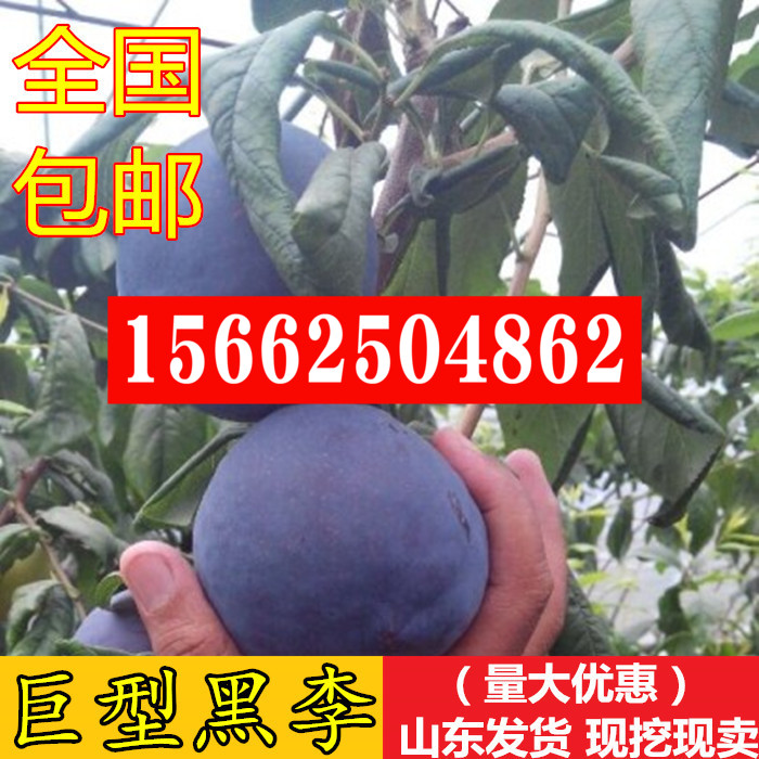 嫁接李子树苗 大黑李树苗 荷兰巨型黑李苗 南方北方种植的果树苗在类目 鲜花速递/花卉仿真/绿植园艺, 花园植物/行道树/果树, 果树中 - 来自Buy2taobao.com提供专业的淘宝代购服务