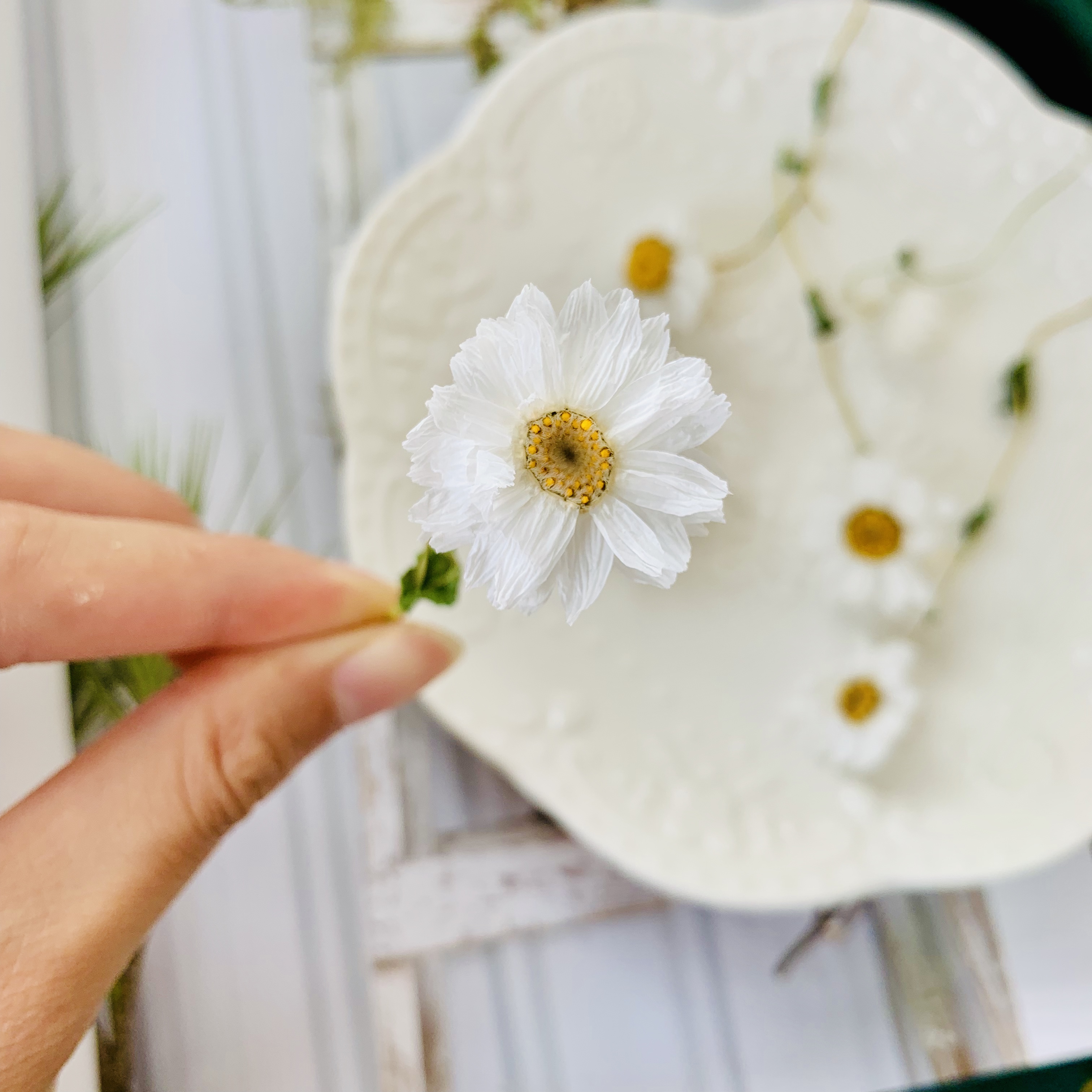 小清新网红浮游花叶材 永生花diy手工材料包松枝尤加利叶拍摄道具在类目 鲜花速递/花卉仿真/绿植园艺, 永生花/干花, 干花中 - 来自Buy2taobao.com提供专业的淘宝代购服务