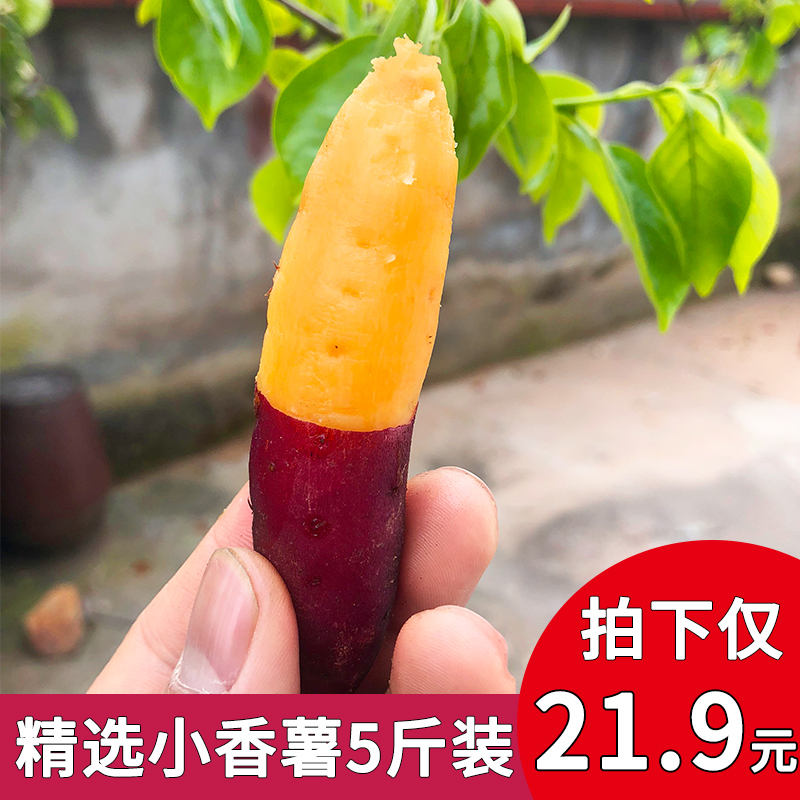 5斤新鮮現挖沙地臨安天目小香薯農家地瓜板栗番薯迷妳小紅薯蔬菜在類目 水產肉類/新鮮蔬果/熟食, 新鮮蔬菜/蔬菜製品, 新鮮蔬菜, 番薯中 - 來自Buy2taobao.com提供專業的淘寶代購服務