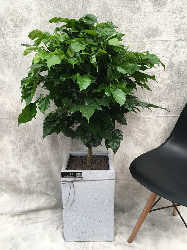 somi 2017 year The new plants Green treasure potted plant Office plants Marble cementin the Flower delivery/Flowers simulation/Plants gardening , Flowers/Potted plants (New) , Plants  category - from Buy2taobao.com to provide professional Taobao agent buy service