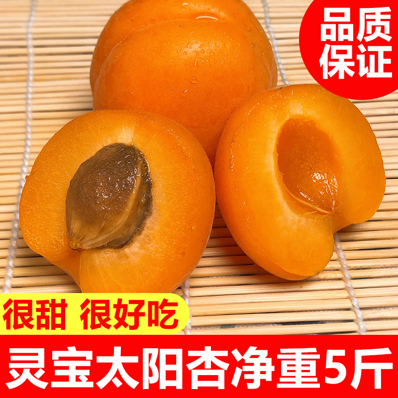 Lingbao sunlight Net weight 5 pounds Season fruit fresh pregnant woman Apricots Full container wholesale specialtyin the Aquatic meat/Fresh fruits and vegetables/Cooked , Fresh fruit , Other category - from Buy2taobao.com to provide professional Taobao agent buy service