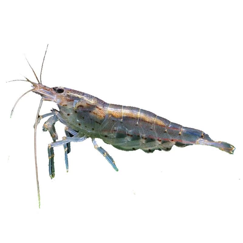 Golden Shrimp Shrimp Aquarium Shrimp and fish Ornamental shrimp Crayfish Collection freshwater Mixed culture Snapping Turtle Colored glaze killerin the Pet/Pet food and supplies , Aqua World , Shrimp category - from Buy2taobao.com to provide professional Taobao agent buy service