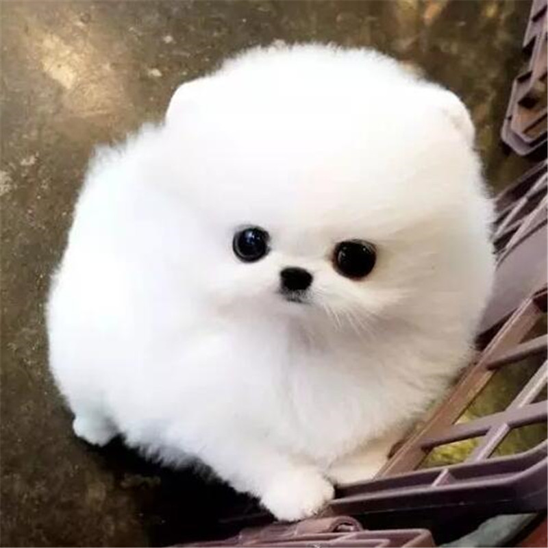 出售纯种博美犬幼犬活体长不大茶杯犬博美俊介小型犬家养宠物狗狗|ruв категории животное/Животное питание и принадлежностей, Пэт жизнь услуг, подготовки, Пэт - от Buy2taobao.com для оказания профессиональной услуги покупки агента Taobao