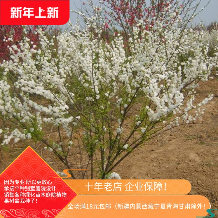 gardens green Seedlings courtyard Flower Botany Plum blossom grafting Pearl Plum Pearl Plum Sapling Scenery Saplingin the Flower delivery/Flowers simulation/Plants gardening , Garden Plants/Trees/Fruit tree, Foliage/Flowering Shrubs category - from Buy2taobao.com to provide professional Taobao agent buy service