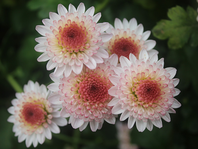 菊花 小花 点雪 钮扣菊 小苗