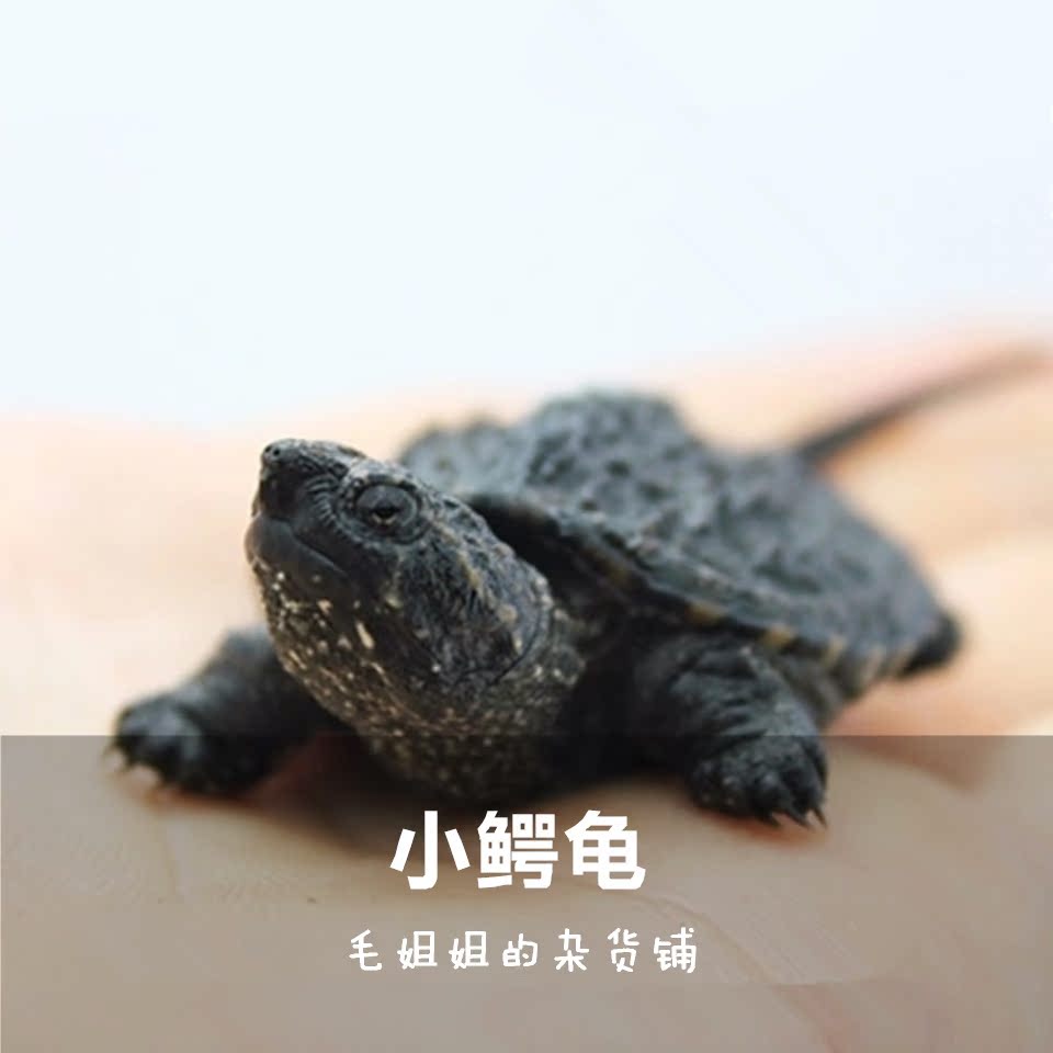 小鳄龜苗活體寵物雜佛烏龜寵物龜刺鳄大鳄龜水龜北美鳄龜水族活體在類目 寵物/寵物食品及用品, 水族世界, 龜/鱉中 - 來自Buy2taobao.com提供專業的淘寶代購服務