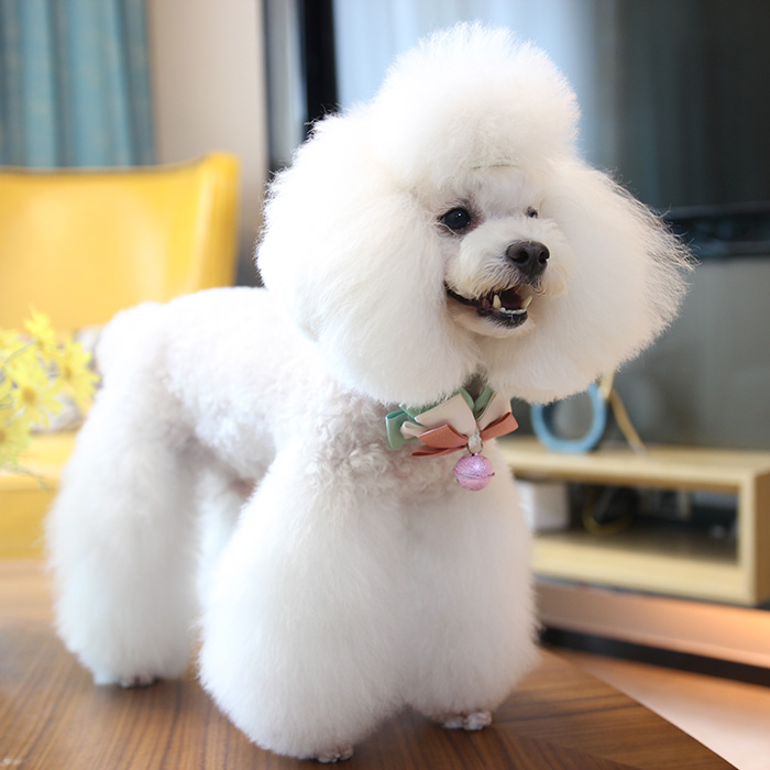 妮克威尔nicovaer宠物用品泰迪狗狗衣服小型犬金尾带铃铛蝴蝶结|msdalam kategori haiwan peliharaan/makanan haiwan dan bekalan, Haiwan pakaian dan aksesori, pakaian/Supplies adat (baru), Tie - dari Buy2taobao.com untuk memberikan perkhidmatan ejen Taobao profesional membeli
