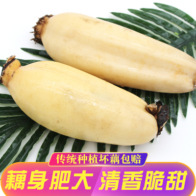 现挖黄河新鲜莲藕九孔莲藕农家新鲜莲菜5斤装粉藕包邮非洪湖粉藕