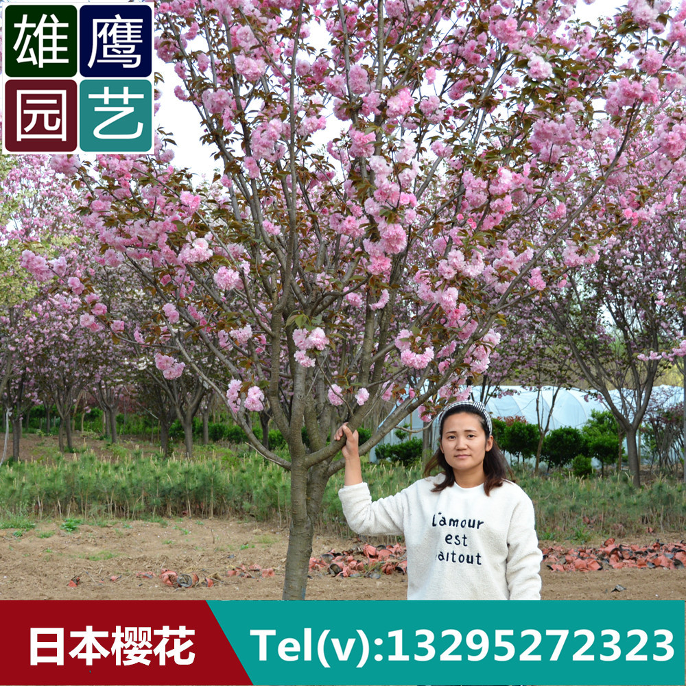樱花树苗日本樱花树苗重瓣大樱花树日本晚樱南北方庭院绿化树种|ruв категории доставка цветов/цветок моделирования/растения садоводства, садовое растение/даосское дерево/фруктовых деревьев, даосское дерево/дерево - от Buy2taobao.com для оказания профессиональной услуги покупки агента Taobao