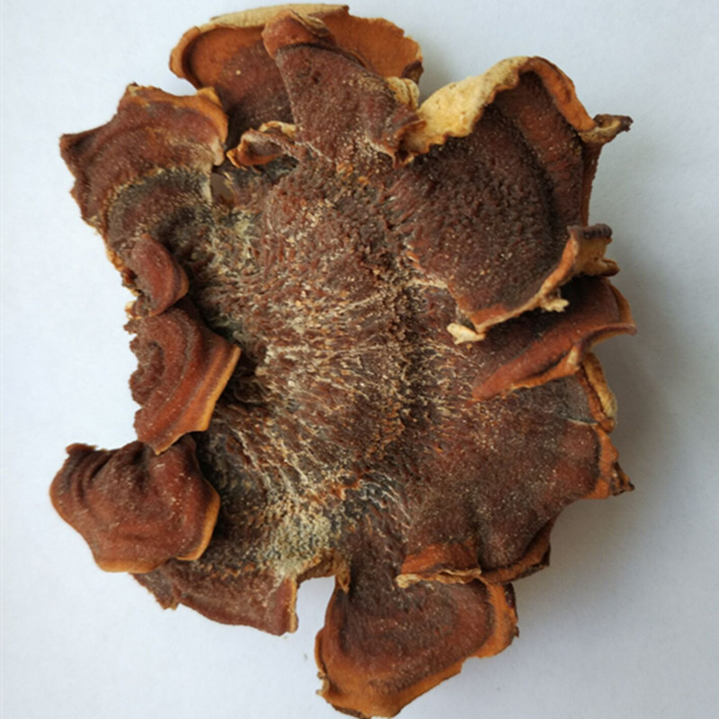 2017东北 榆耳榆蘑菇黄金侧耳食用菌类干货菌菇500g沙木耳在类目 粮油米面/南北干货/调味品, 南北干货/肉类干货, 干货/土特产, 其它中 - 来自Buy2taobao.com提供专业的淘宝代购服务