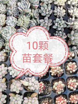 多肉植物10颗小苗多肉套餐组合盆栽批 发仙女杯粉蓝鸟唐印
