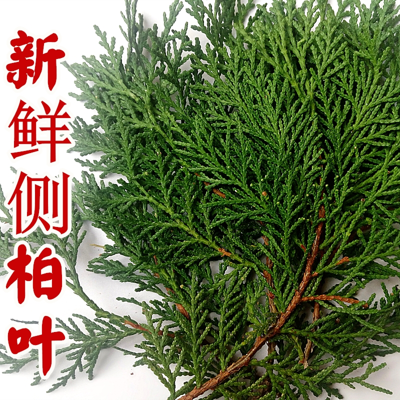 野生新鲜侧柏叶洗发测柏叶洗头侧伯叶可搭配桑叶苦丁茶 500克一件|msdalam kategori makanan berkhasiat tradisional, Ubat-ubatan dan makanan yang boleh dimakan, Lain Perubatan dan Makanan yang boleh dimakan - dari Buy2taobao.com untuk memberikan perkhidmatan ejen Taobao profesional membeli