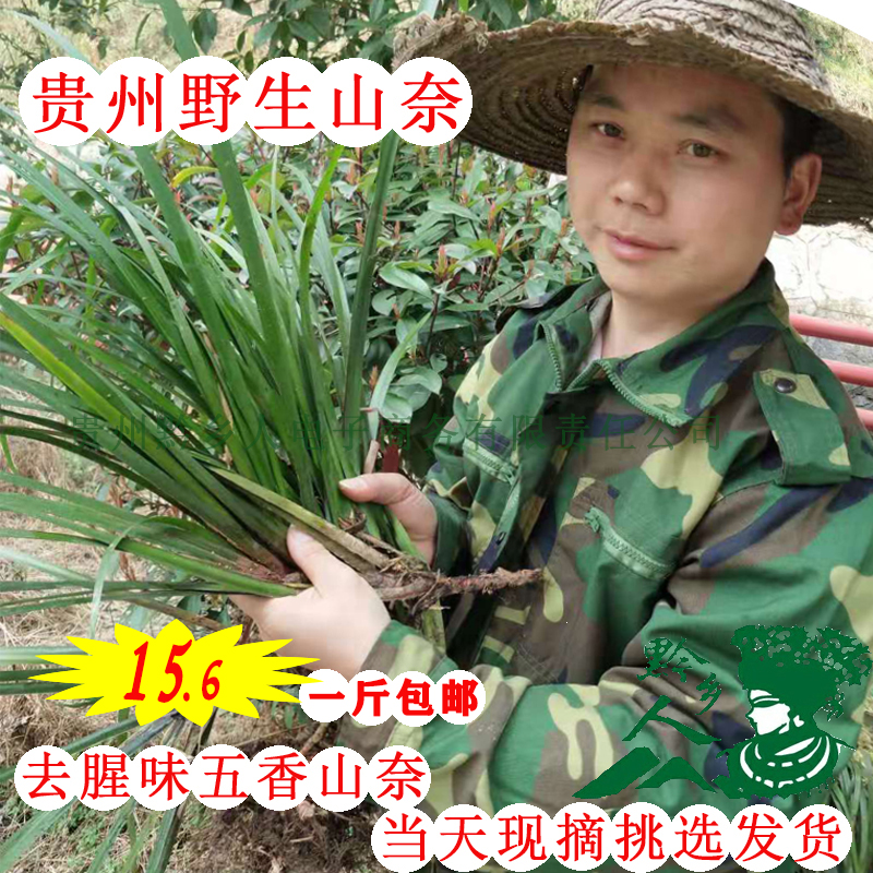 贵州特产野生山赖香料三奈去腥除味新鲜带根盆栽1斤山奈|ruв категории зерно риса/север и Юг сухих грузов/приправы, приправы/джем/салат, приправы, перец/бадьян/корица - от Buy2taobao.com для оказания профессиональной услуги покупки агента Taobao