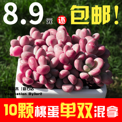 10颗桃蛋单双混拿8.9多肉植物肉肉超萌肉嘟嘟盆栽套餐清仓包邮