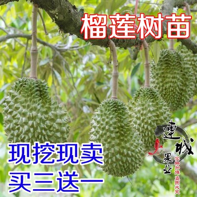 榴莲苗泰国嫁接榴莲果树苗猫山王金枕头南方北方种植盆栽当年结果