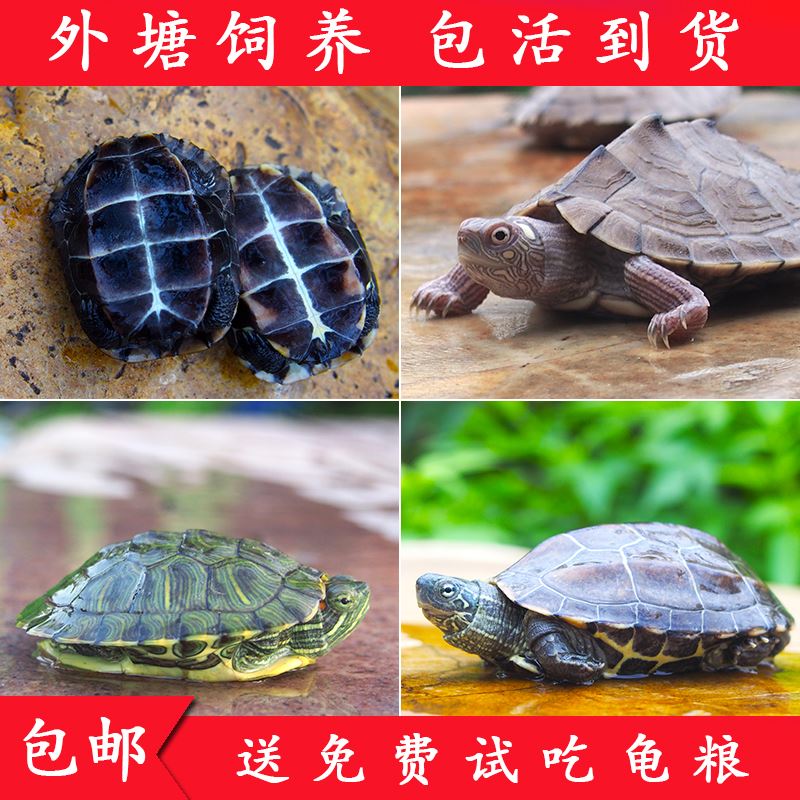 中华草龟巴西鳄龟水龟地图招财网红小乌龟活体长寿龟宠物龟活物龟在类目 办公设备/耗材/相关服务, 包装设备/标牌及耗材, 包裹袋/编织袋中 - 来自Buy2taobao.com提供专业的淘宝代购服务