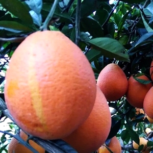 秭归现摘新鲜水果长红脐橙纽荷尔橙子长虹橙子