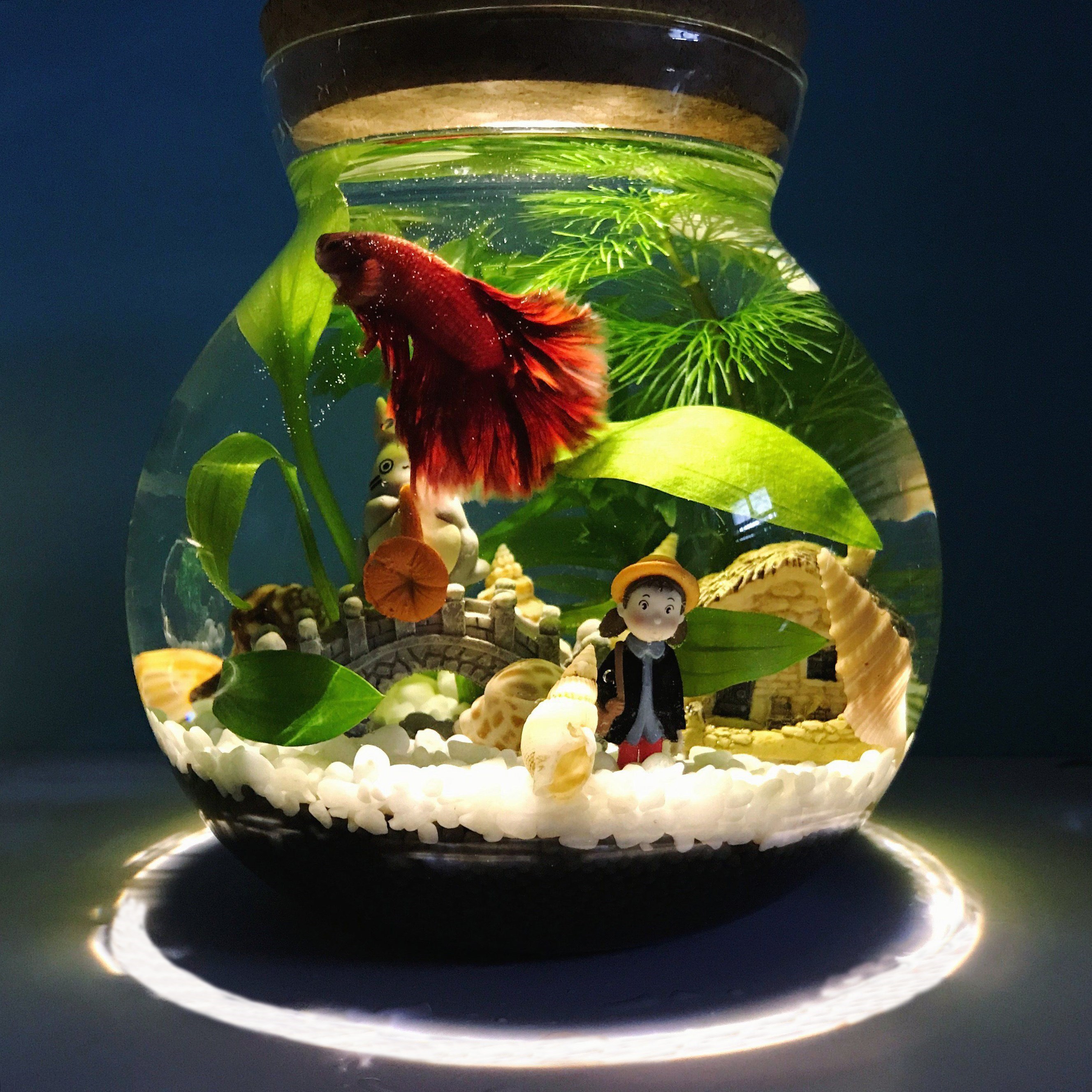 ecology Scenery Aquarium Landscaping Hopper tank to work in an office desktop a living room Glass fish tank Ecological Ball 1in the Pet/Pet food and supplies , Aqua World , Aquarium fish tanks and other equipment , Eco-Bottle/Creative cylinder/Desktop micro-cylinder category - from Buy2taobao.com to provide professional Taobao agent buy service