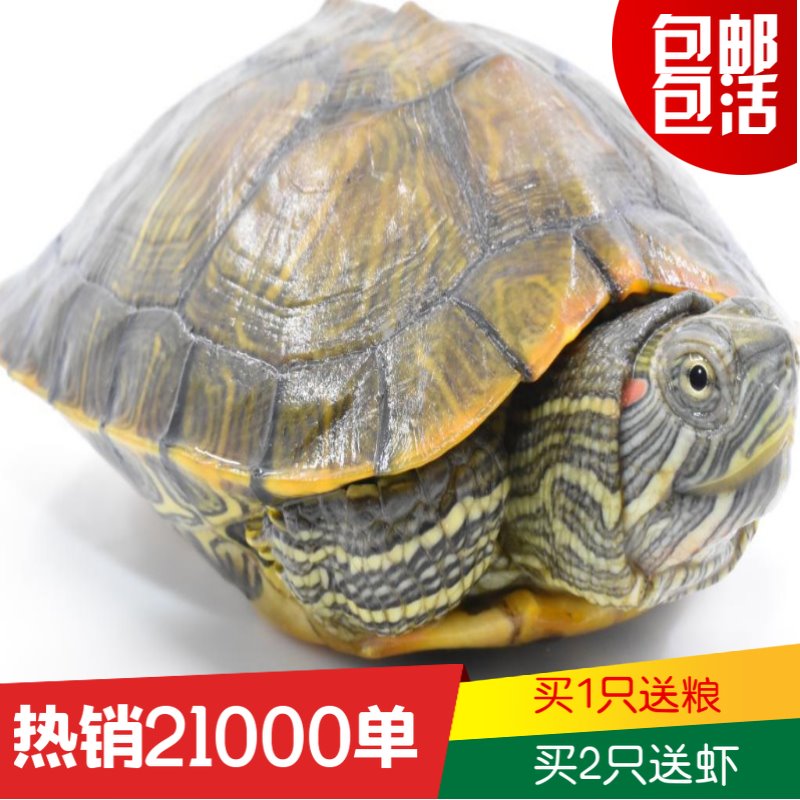 乌龟苗宠物活物小乌龟长寿龟养龟小宠炫彩小大龟宠物龟宠物乌龟在类目 宠物/宠物食品及用品, 水族世界, 龟/鳖中 - 来自Buy2taobao.com提供专业的淘宝代购服务