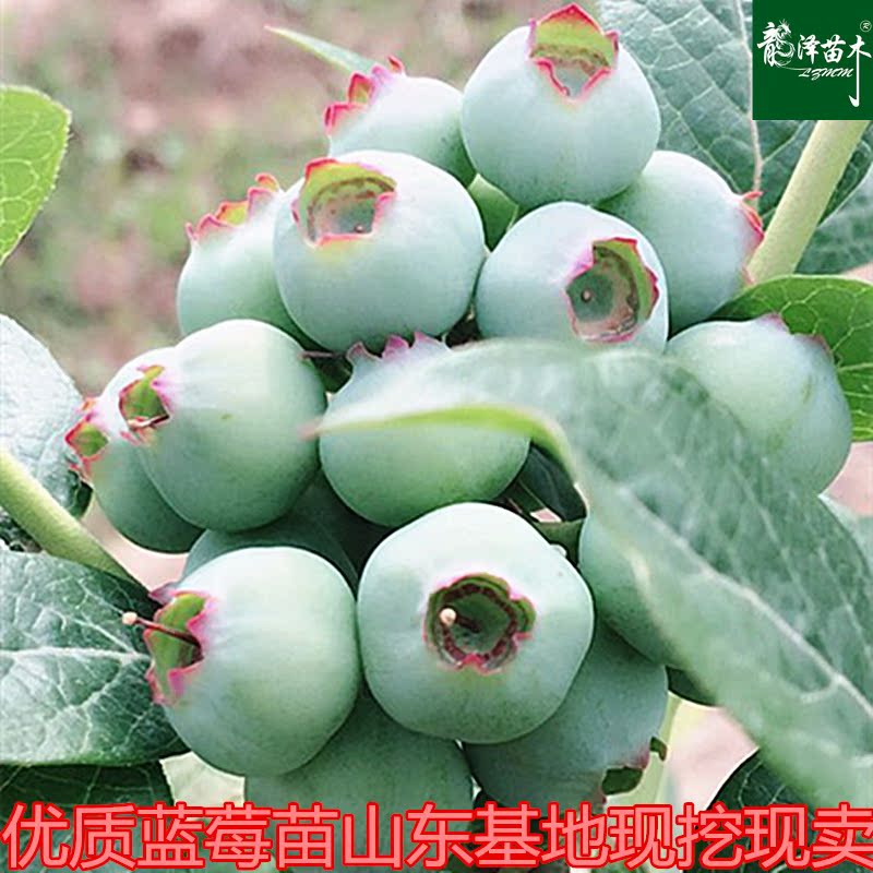 藍莓苗盆栽地栽南方北方種植藍豐兔眼藍莓樹苗品種苗室內室外種植在類目 鮮花速遞/花卉仿真/綠植園藝, 花園植物/行道樹/果樹, 果樹中 - 來自Buy2taobao.com提供專業的淘寶代購服務