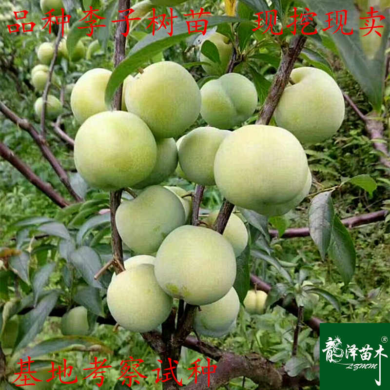 晚熟李子树苗四川脆李脆红蜂糖冰糖红心嫁接李子苗包邮当年结果在类目 鲜花速递/花卉仿真/绿植园艺, 花园植物/行道树/果树, 果树中 - 来自Buy2taobao.com提供专业的淘宝代购服务
