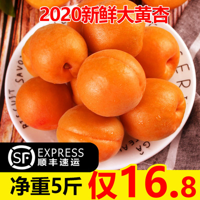 现摘杏子净重5斤新鲜水果应季甜酸孕妇整箱批发大黄杏金太阳陕西