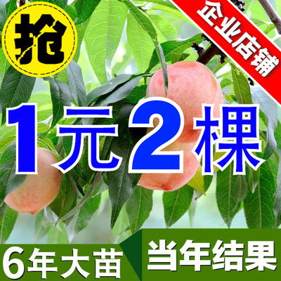 桃树苗嫁接水蜜桃黄桃树苗家庭盆栽地栽果树苗南北方种植当年结果