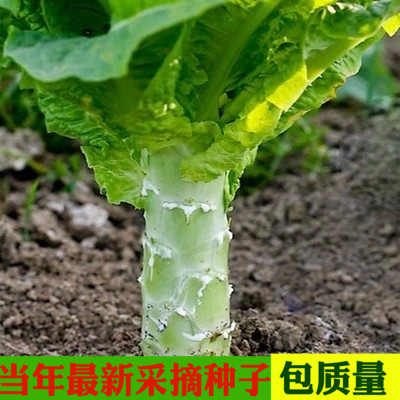 蓝天种业 四季莴笋种子 阳台盆栽蔬菜籽 庭院种菜种莴苣种四季播在类目 家居饰品, 壁饰中 - 来自Buy2taobao.com提供专业的淘宝代购服务