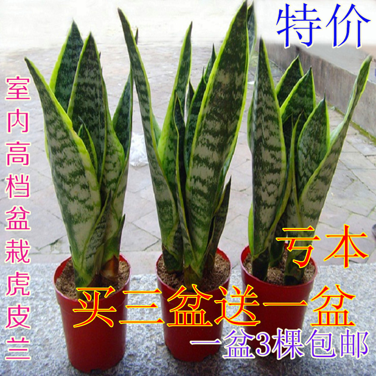 盆栽室内高档绿植花卉虎尾兰大小虎皮兰吸甲醛净化空气净化空气在类目 鲜花速递/花卉仿真/绿植园艺, 花卉/绿植盆栽(新), 绿植中 - 来自Buy2taobao.com提供专业的淘宝代购服务