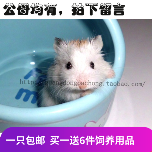 干线爬宠老婆婆仓鼠宝宝老公公MM包活 小仓鼠活体包健康 买1送6|ruв категории животное/Животное питание и принадлежностей, хомяк класса и других малых животное, хомяк - от Buy2taobao.com для оказания профессиональной услуги покупки агента Taobao
