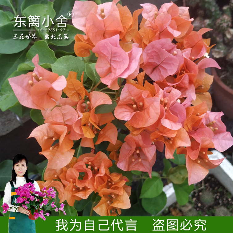 東籬小舍九重葛 三葉梅藤本攀援花卉 綠葉橙 三角梅原盆發貨在類目 鮮花速遞/花卉仿真/綠植園藝, 花卉/綠植盆栽(新), 花卉中 - 來自Buy2taobao.com提供專業的淘寶代購服務
