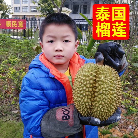 泰国榴莲新鲜包邮金枕头猫山王榴莲干尧甲伦托曼尼当季水果4到5斤在类目 水产肉类/新鲜蔬果/熟食, 新鲜水果, 其它中 - 来自Buy2taobao.com提供专业的淘宝代购服务