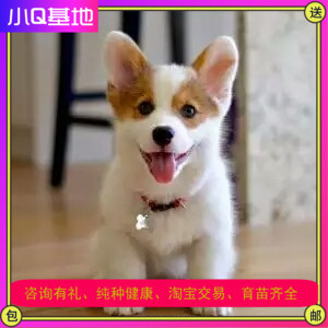 福建纯种柯基幼犬活体两色三色柯基小短腿柯基家养小型犬宠物狗狗|ruв категории животное/Животное питание и принадлежностей, собака - от Buy2taobao.com для оказания профессиональной услуги покупки агента Taobao